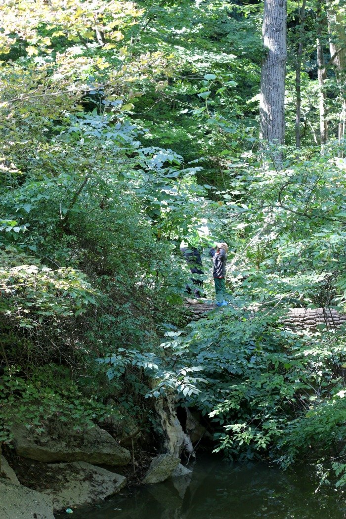 Crossing tree at Warren Dunes Michigan 2