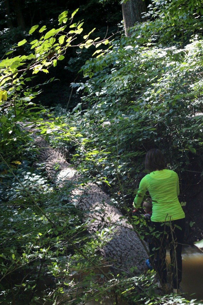 Crossing tree at Warren Dunes Michigan