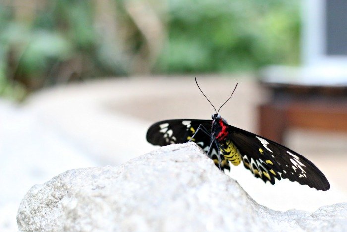 large butterfly sitting on a rock