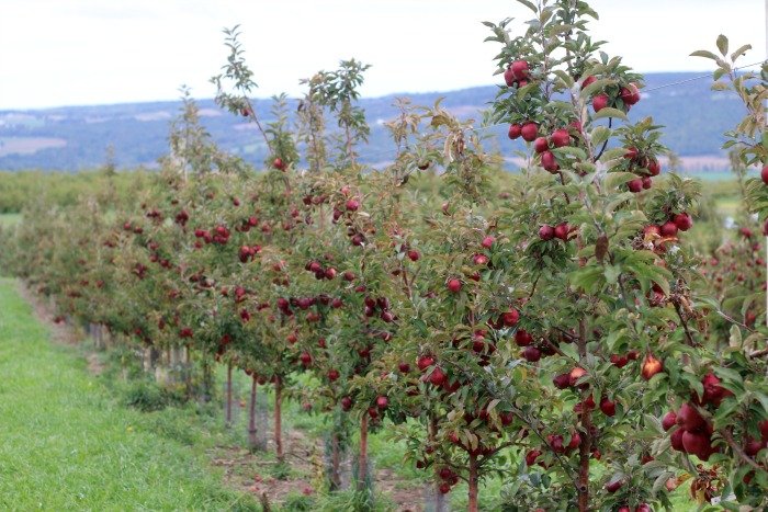 apple-orchard