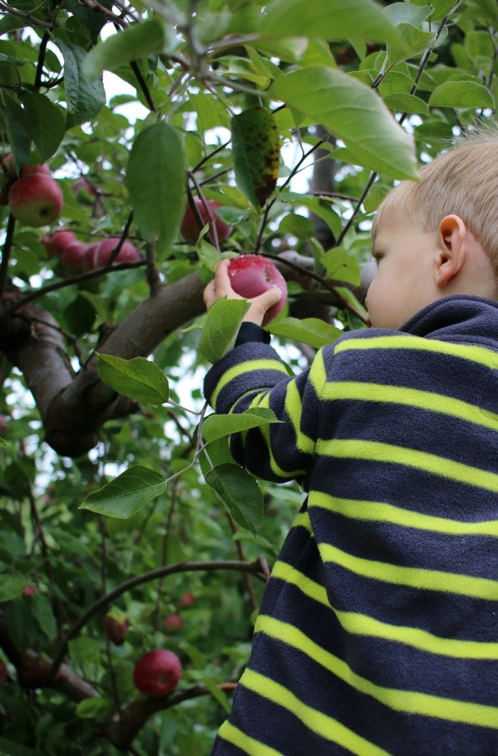 little-boy-picking-apple-from-the-tree