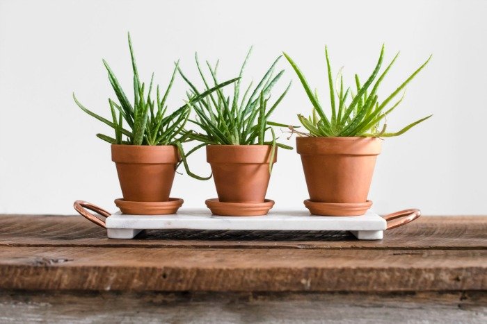 5 Great Health Benefits of Having Houseplants