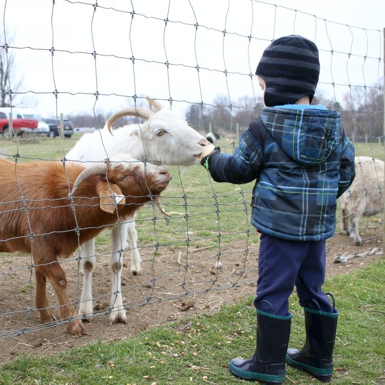 Just Feeding The Goats To Celebrate A Boy Turning Three
