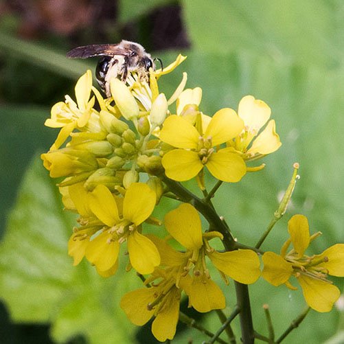 Why And How To Love A Bee Garden In Your Yard