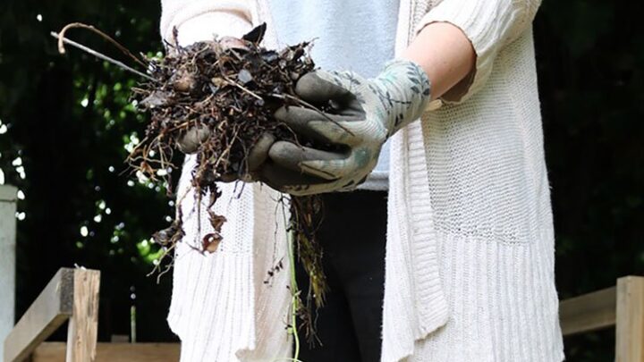 Image for How To Compost At Home | Composting on a Small Urban Garden Plot