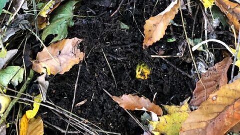 Image for How To Compost At Home | Diversity in Dirt