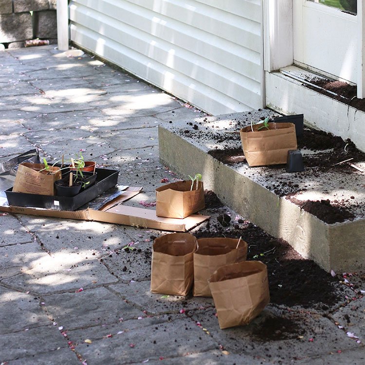 Garden Fail | Seedlings Sprinkled On The Patio