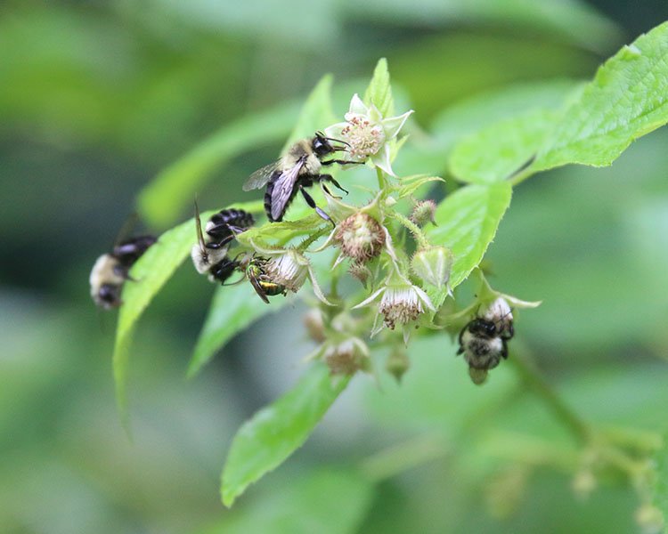 Our Honest Garden | Creating Spaces For Pollinators