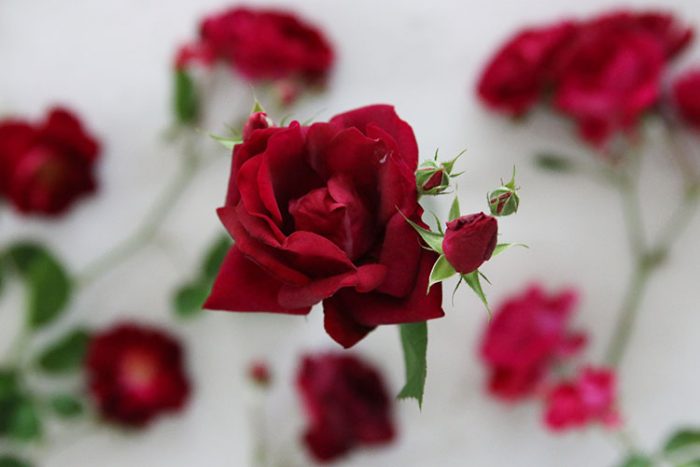 Fresh Roses Dressing Zero Waste Floral Arrangements With Roses From Our Garden - Honestly Modern