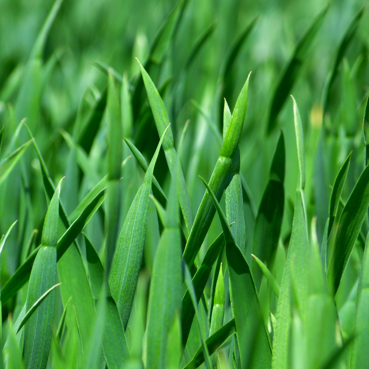 Eco-Friendly Lawns | Alternatives To Grass and Why It Matters
