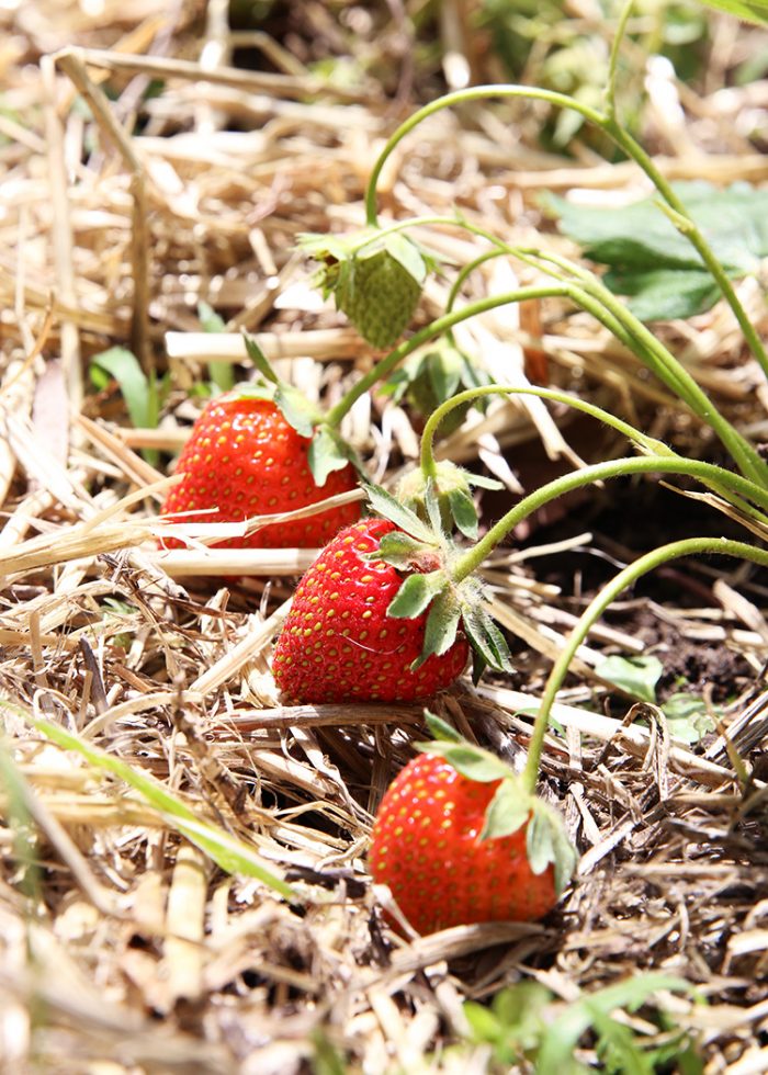 How We Employ Regenerative Practices In Our Home Garden - Honestly Modern