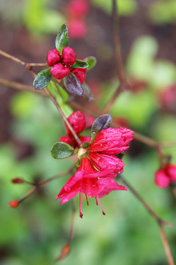 3 Ways To Start a Balcony Garden