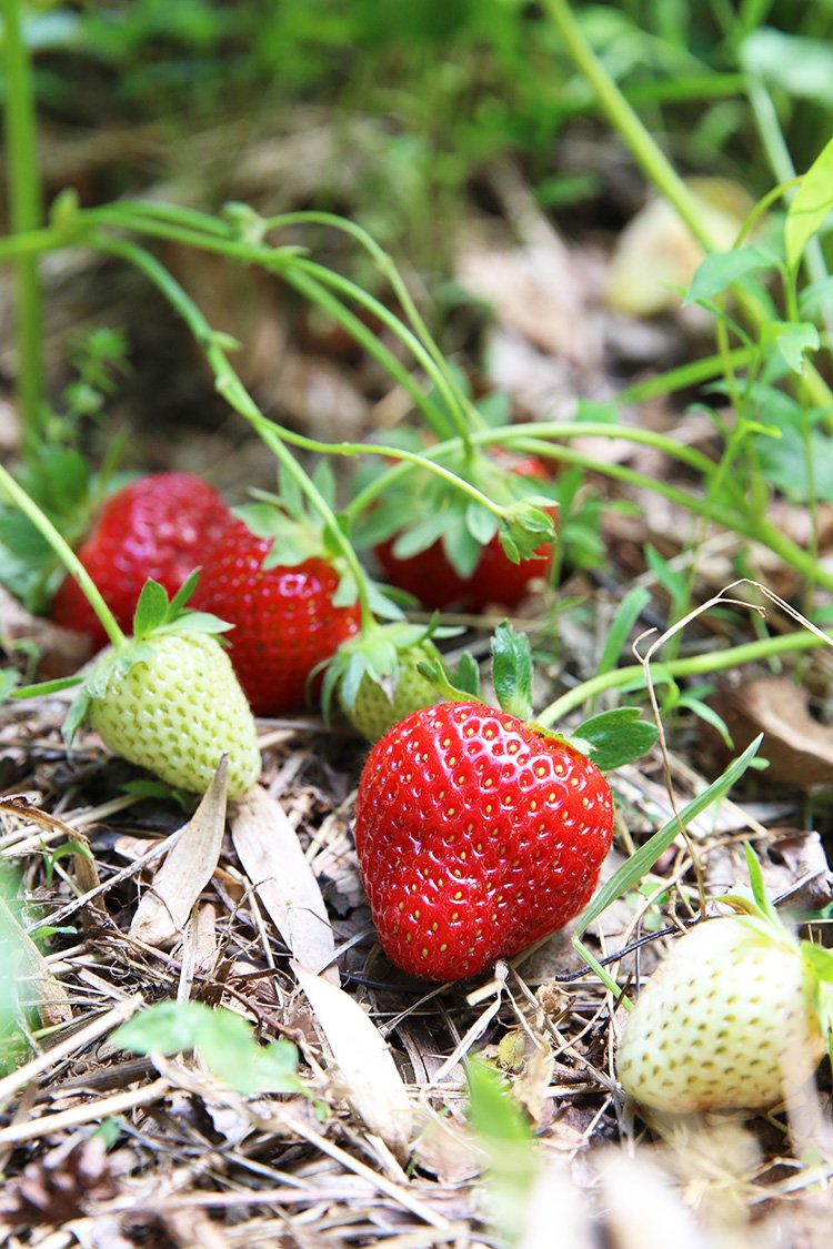 Climate Victory Gardens to Fight Food Deserts