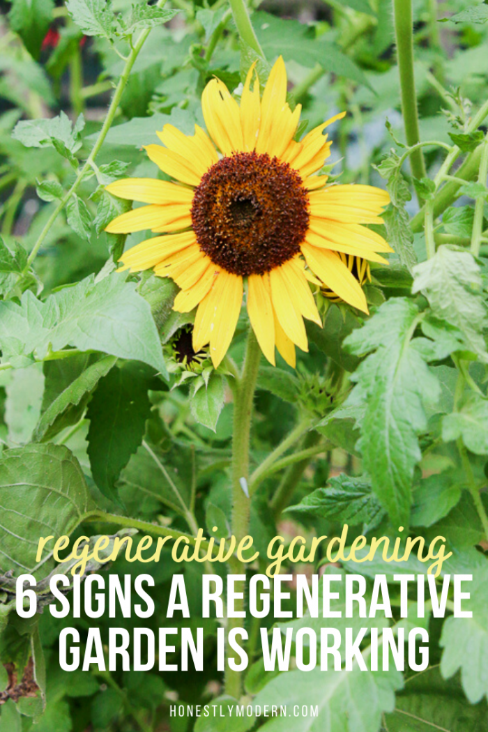 6 Signs A Regenerative Garden is Thriving - Honestly Modern