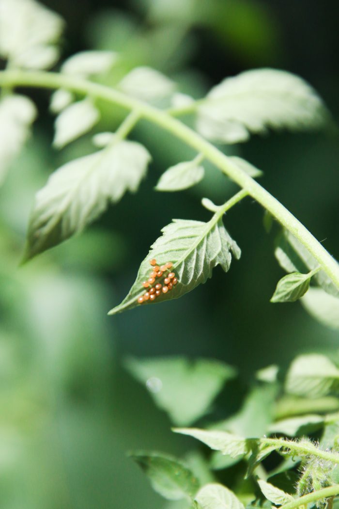 6 Signs A Regenerative Garden is Thriving - Honestly Modern
