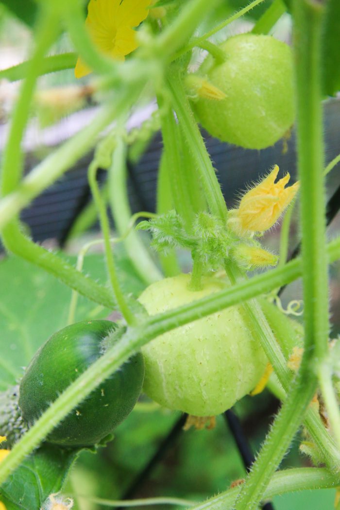 6 Signs A Regenerative Garden is Thriving - Honestly Modern