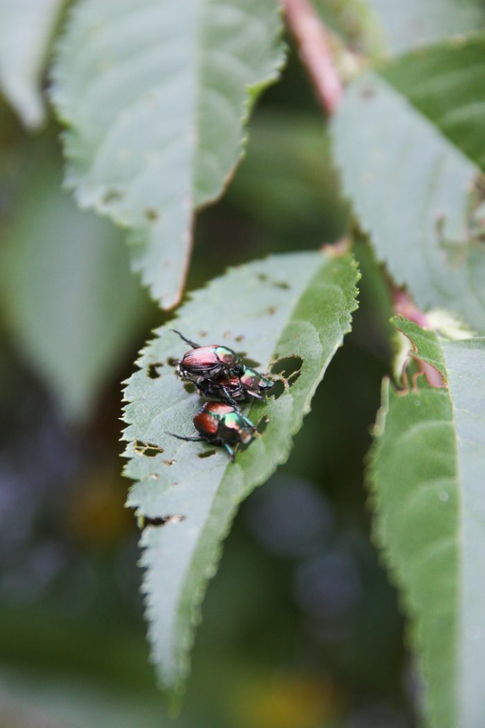 6 Signs A Regenerative Garden is Thriving - Honestly Modern
