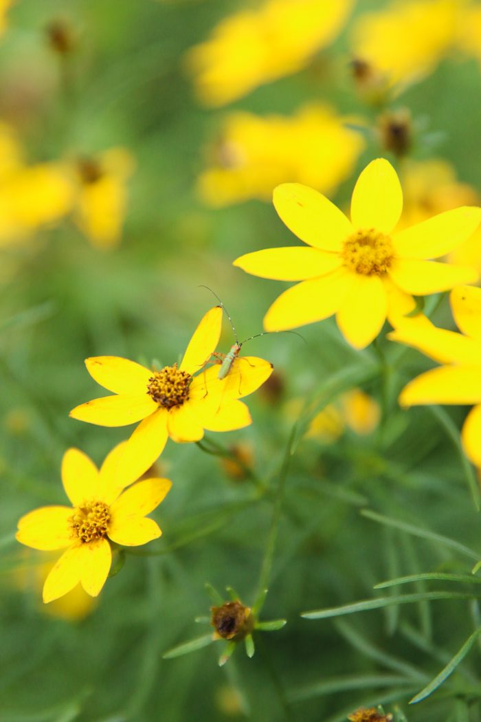 6 Signs A Regenerative Garden is Thriving - Honestly Modern