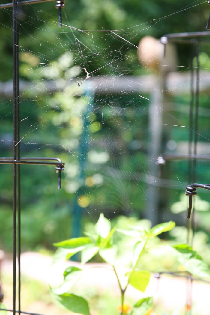 6 Signs A Regenerative Garden is Thriving - Honestly Modern