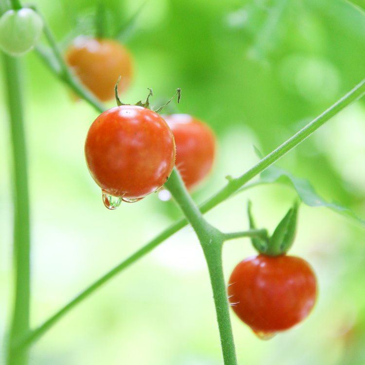 6 Signs A Regenerative Garden is Thriving