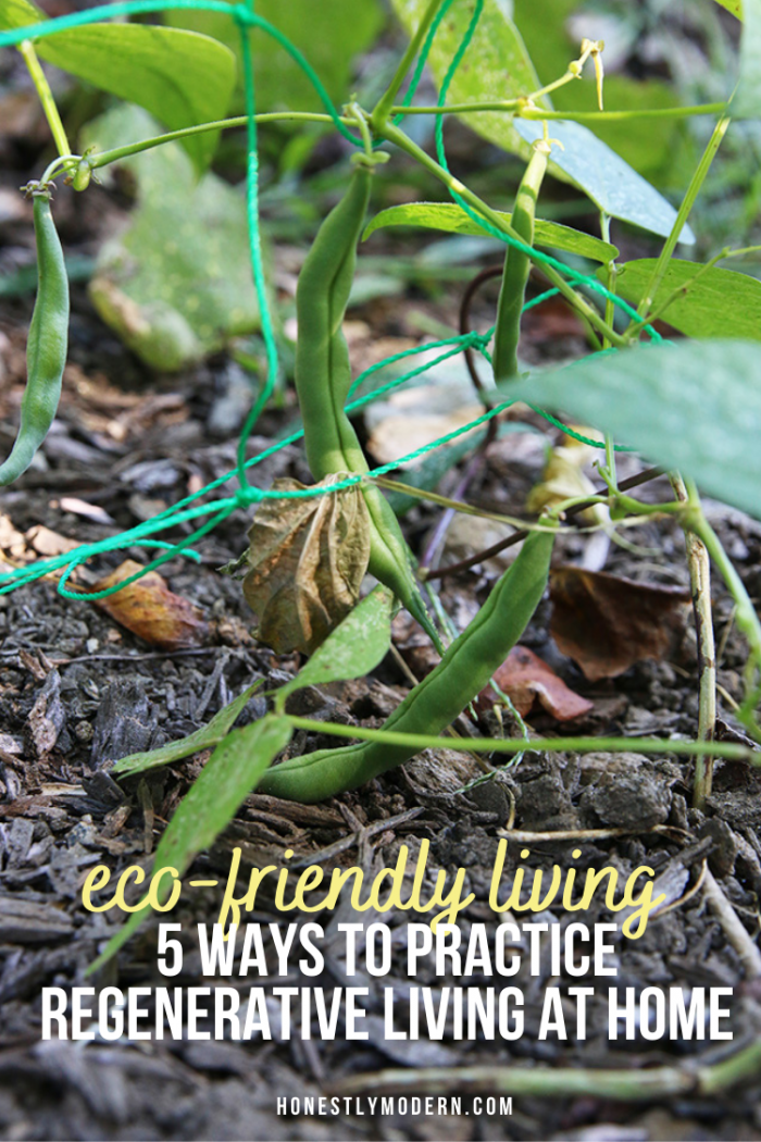 5 Ways To Practice Regenerative Living At Home - Honestly Modern
