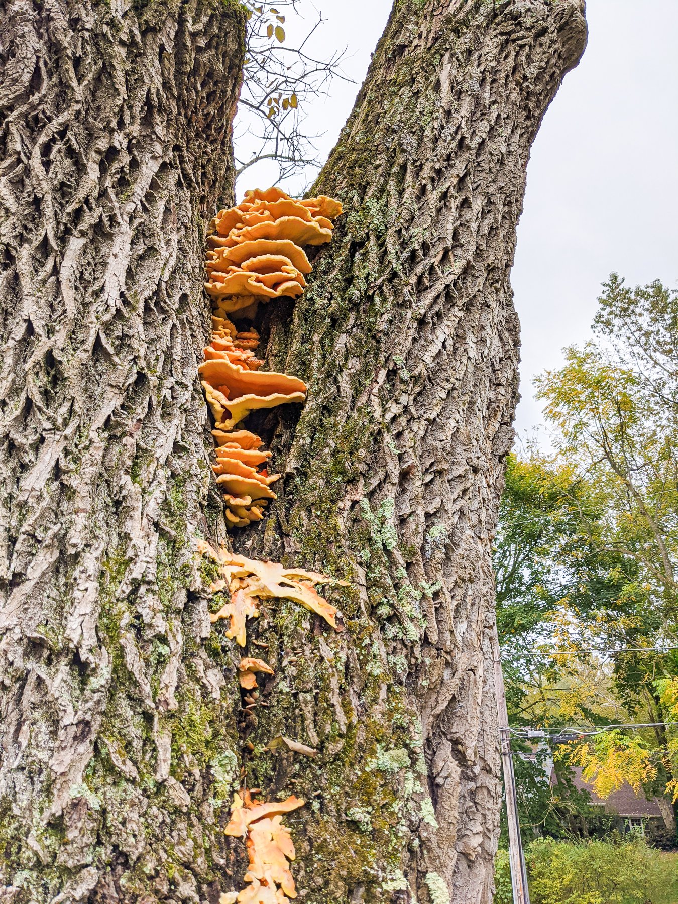 Foraging For Mushrooms Through Our Buy Nothing Group