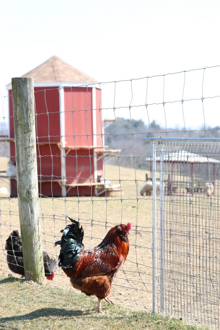 Find Hyperlocal Farm Food Delivery Services To Connect Farmers and ...