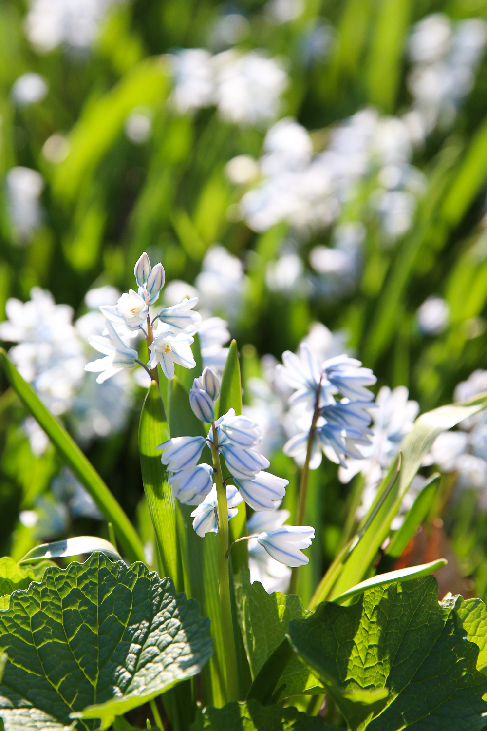 An App To Help You Create A Wildflower Garden At Home