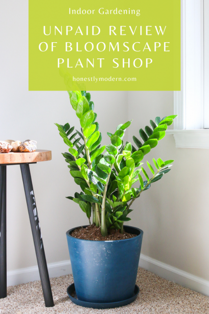Unpaid Review of Bloomscape Online Plant Shop - Honestly Modern