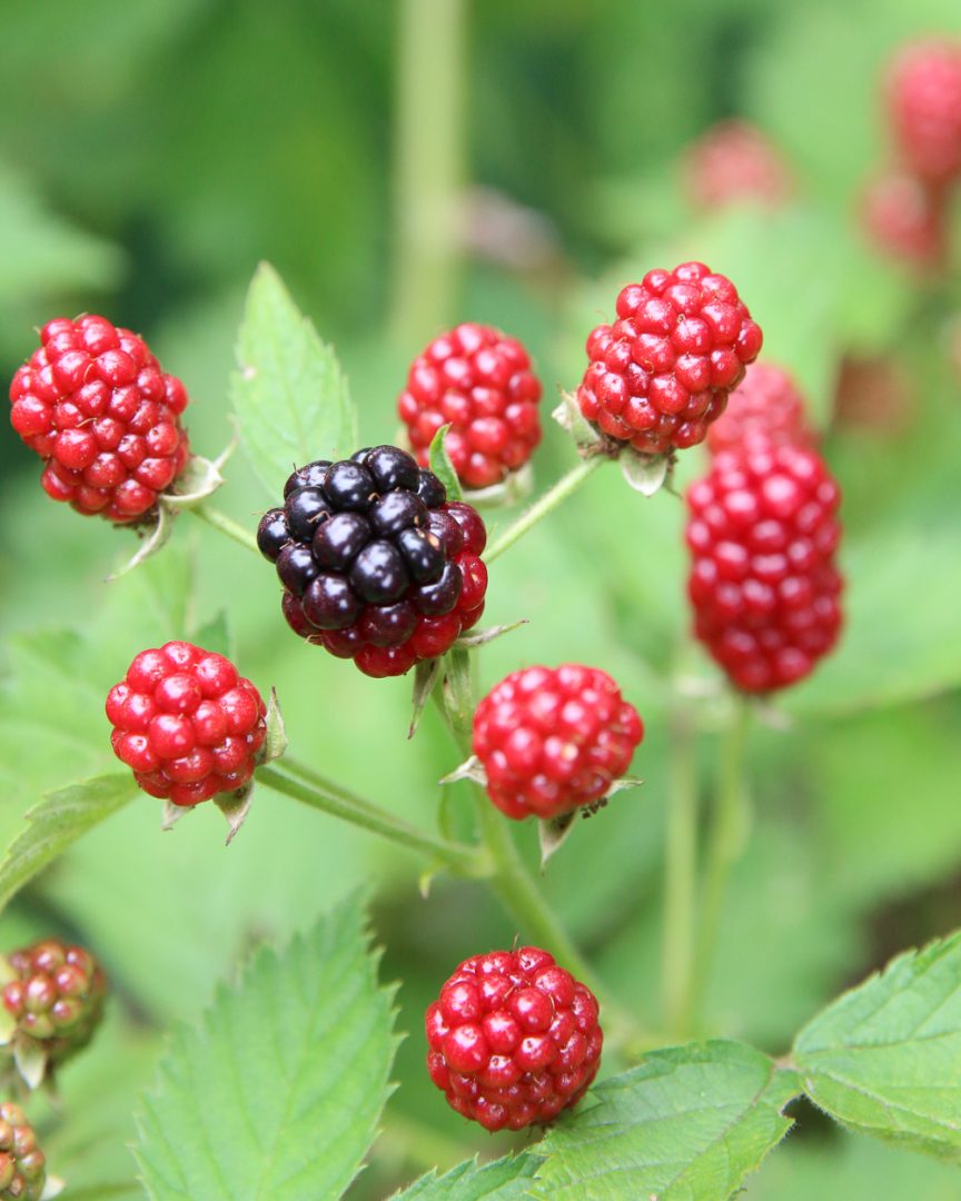 4 Easy Ways To Build Your Regenerative Garden - Honestly Modern