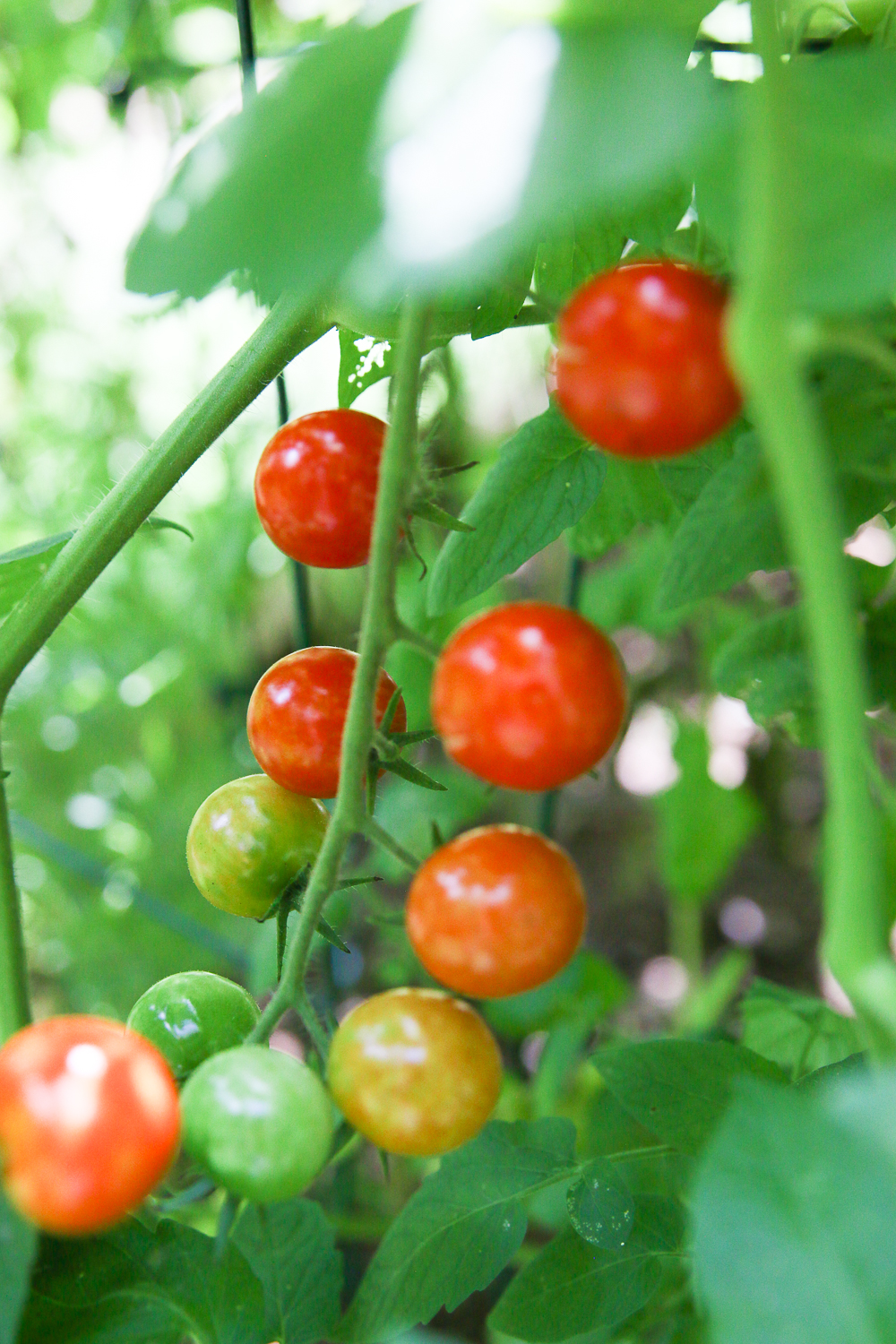 A Summer Update On Our Regenerative Garden