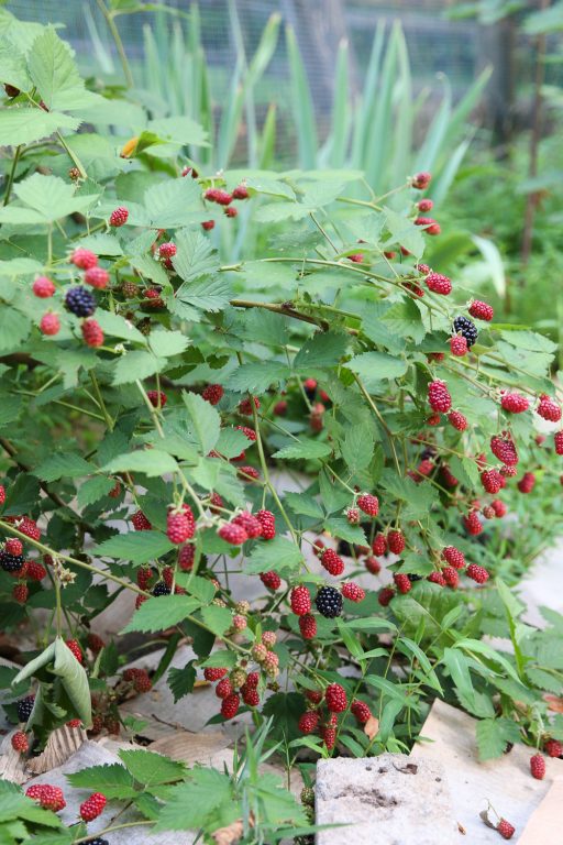 A Summer Update On Our Regenerative Garden - Honestly Modern