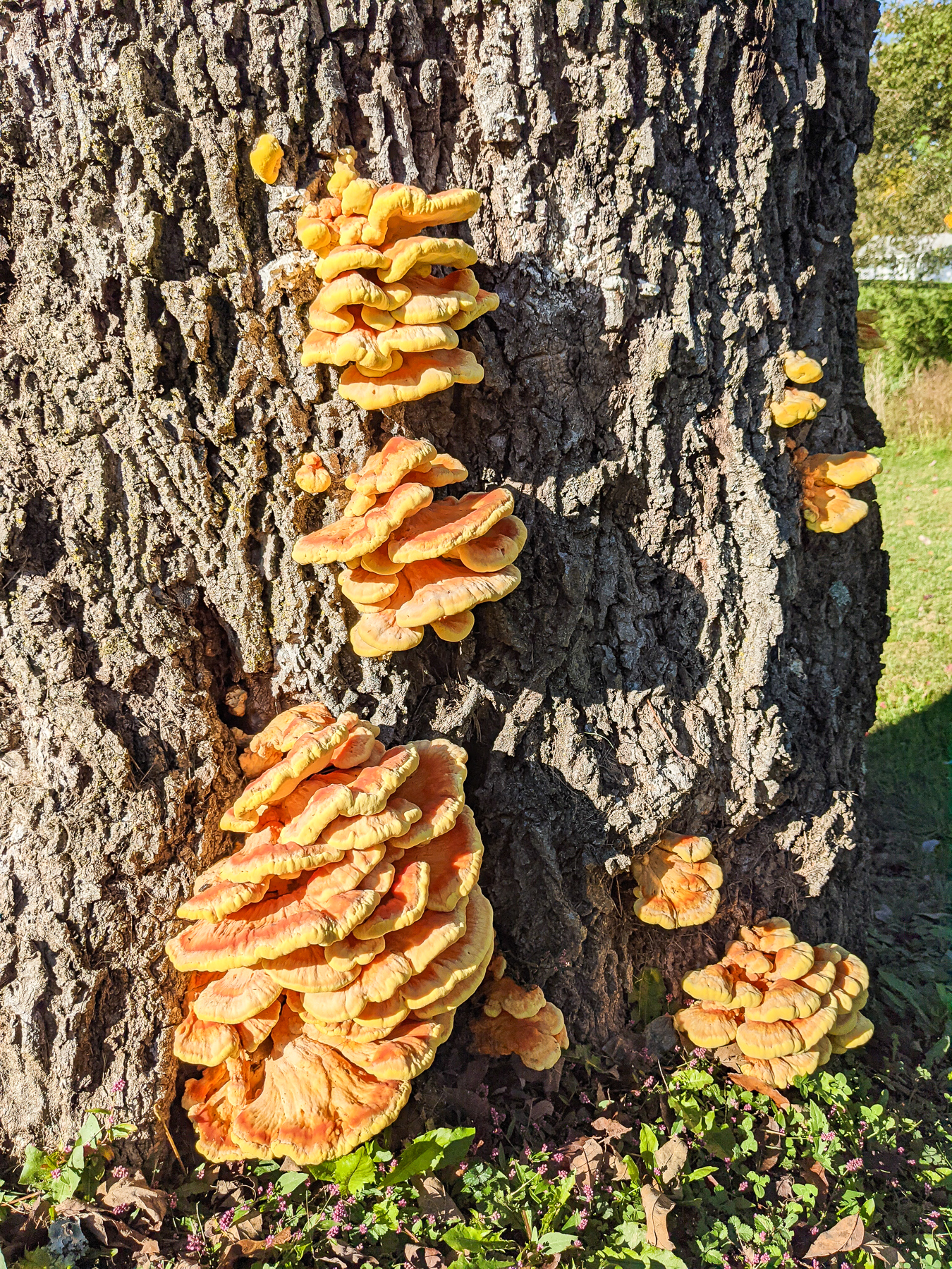 Chicken of the woods mushrooms growing on a tree