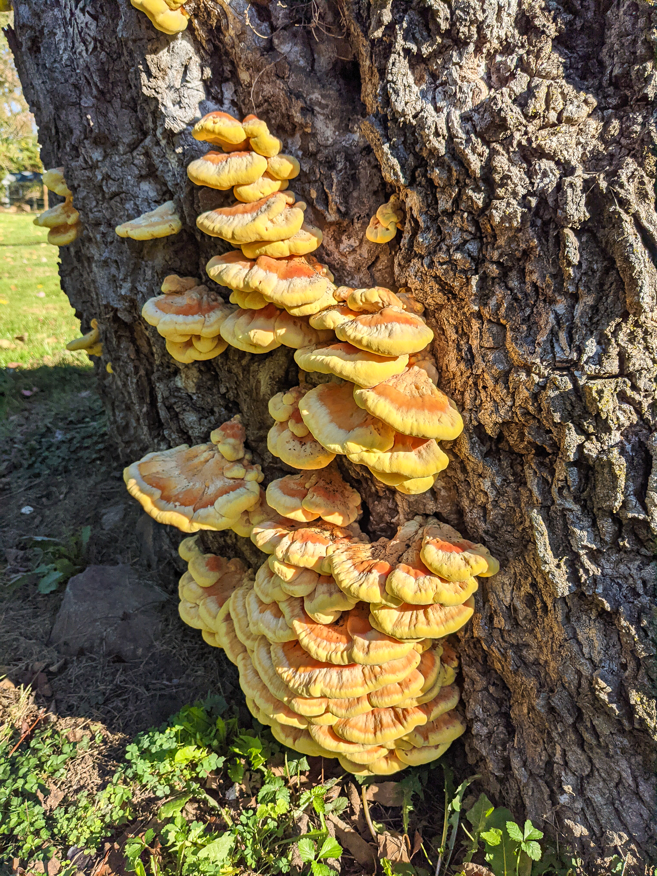 8 Chicken of the Woods Mushroom Recipes