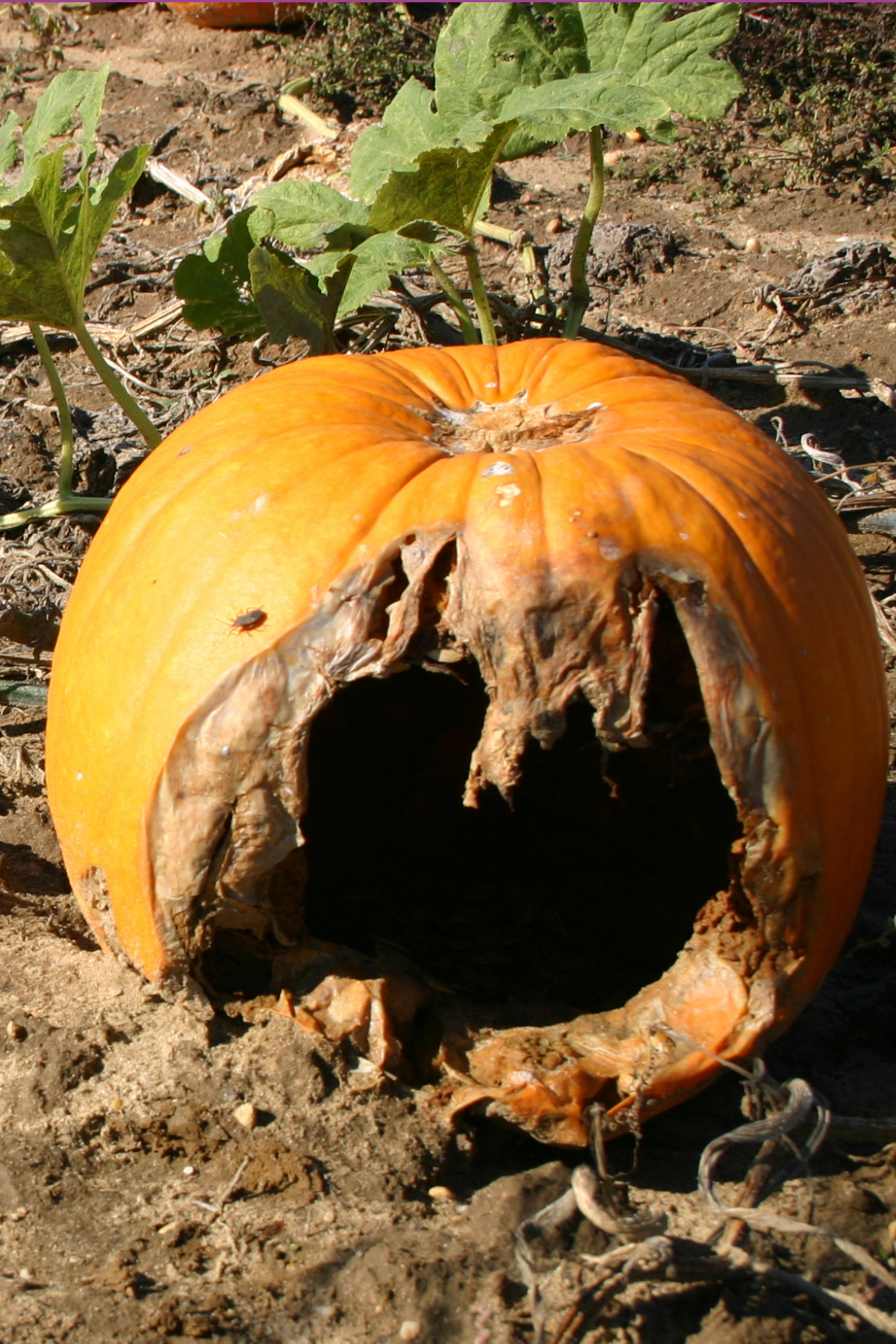 Pumpkin Recycling | 10 Sustainable Ways To Dispose of Pumpkins After Halloween