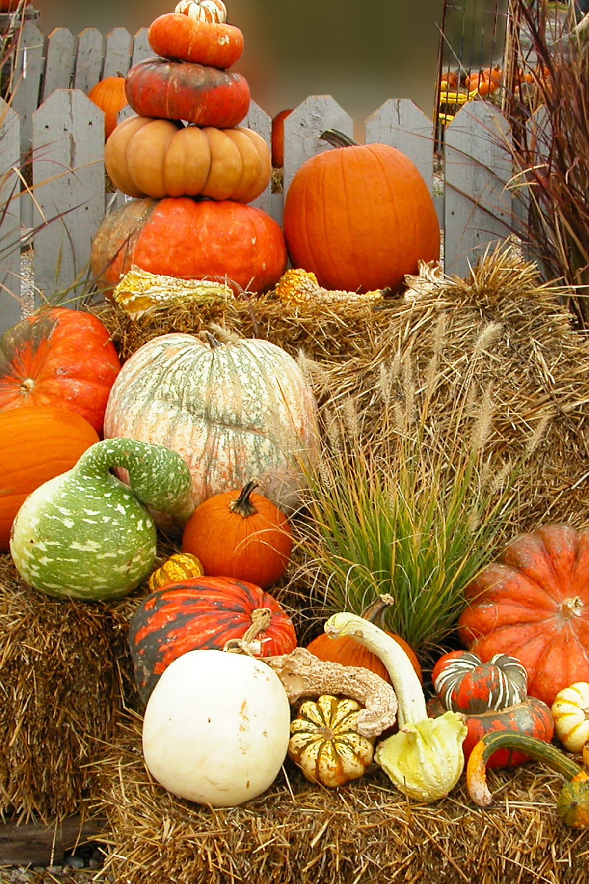 Smashing Pumpkins In The Name Of Sustainability — Parks & Rec