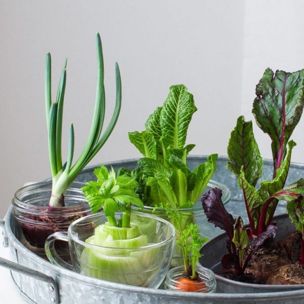 Eco-friendly Crafting: 15 Creative Ways to Use Food Scraps - Honestly ...