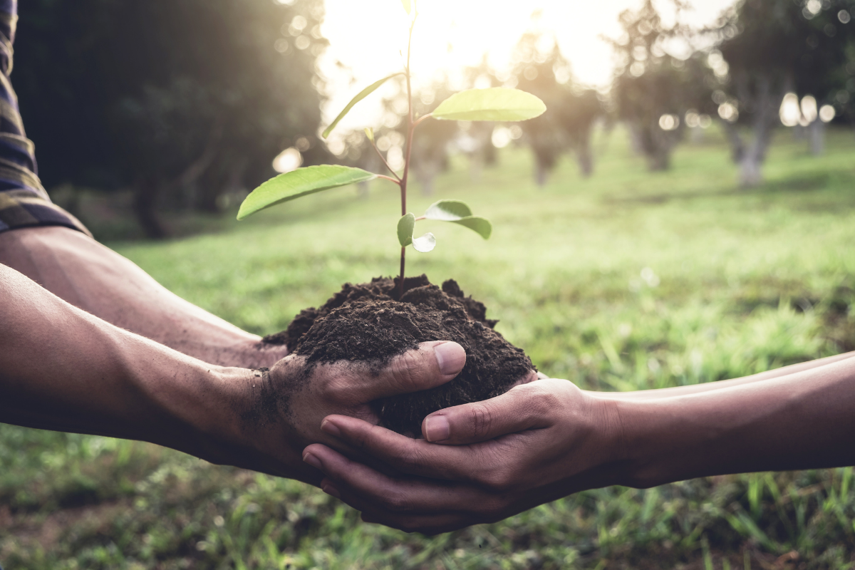 8 Resources To Better Understand Regenerative Living and Gardening