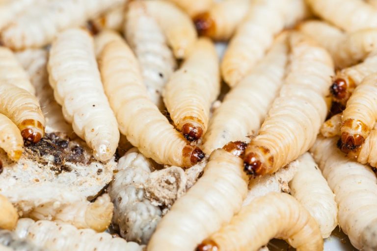 7 Ways to Prevent Maggots In Compost Bins