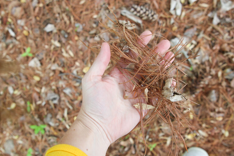 Can You Compost Pine Needles?