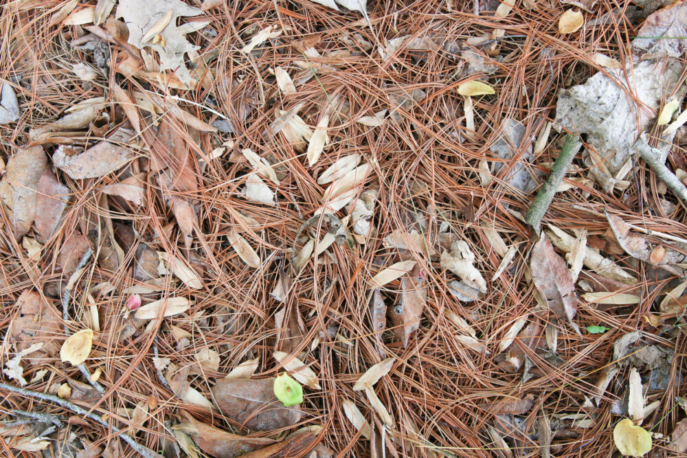 What to Do With Pine Needles in Your Backyard, Instead of Trashing Them