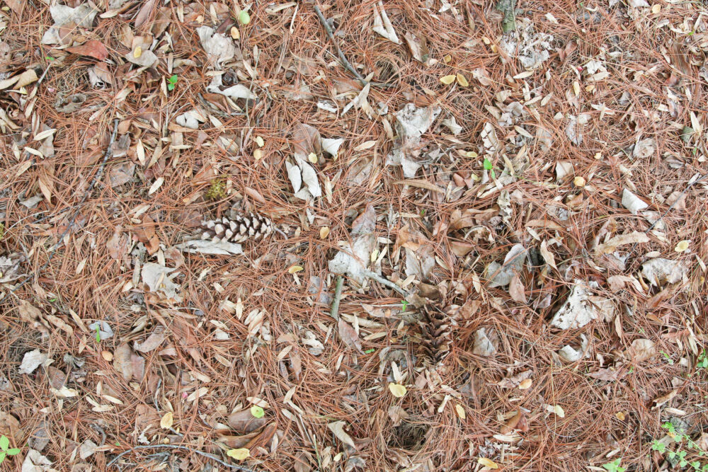 Can You Compost Pine Needles? (And What To Do With Dead Pine Needles?) -  Conserve Energy Future