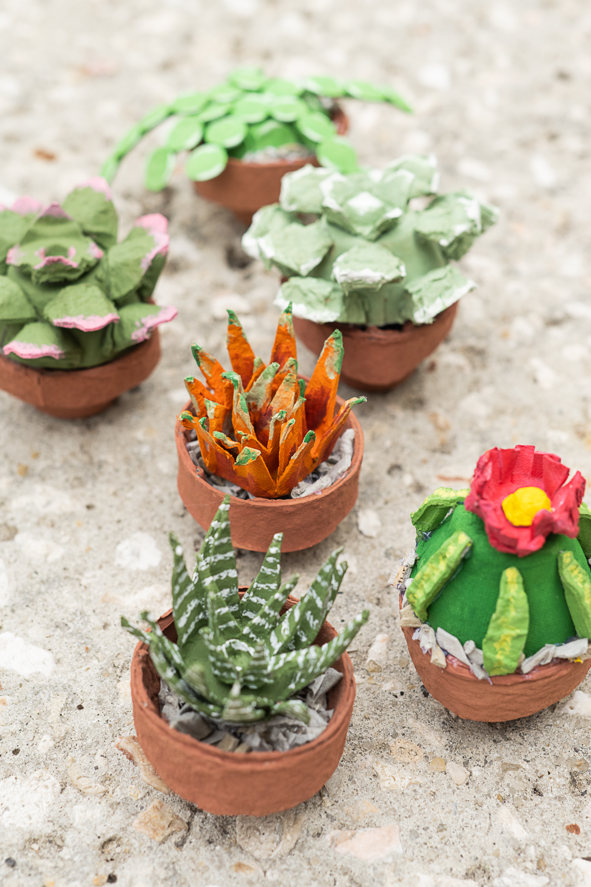 How To Make a DIY Egg Carton Succulent Garden