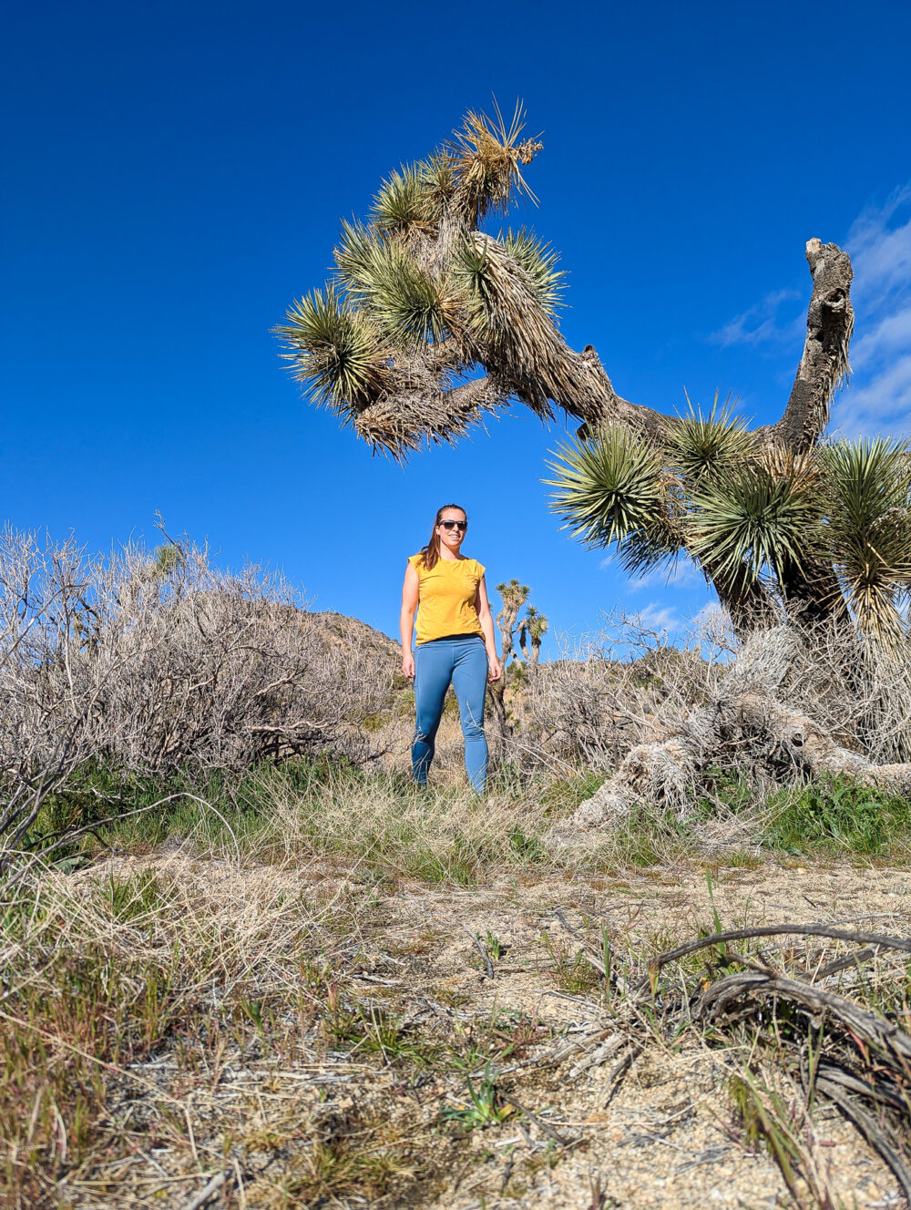 Solo hike in Joshua Tree for Hike 40 Project