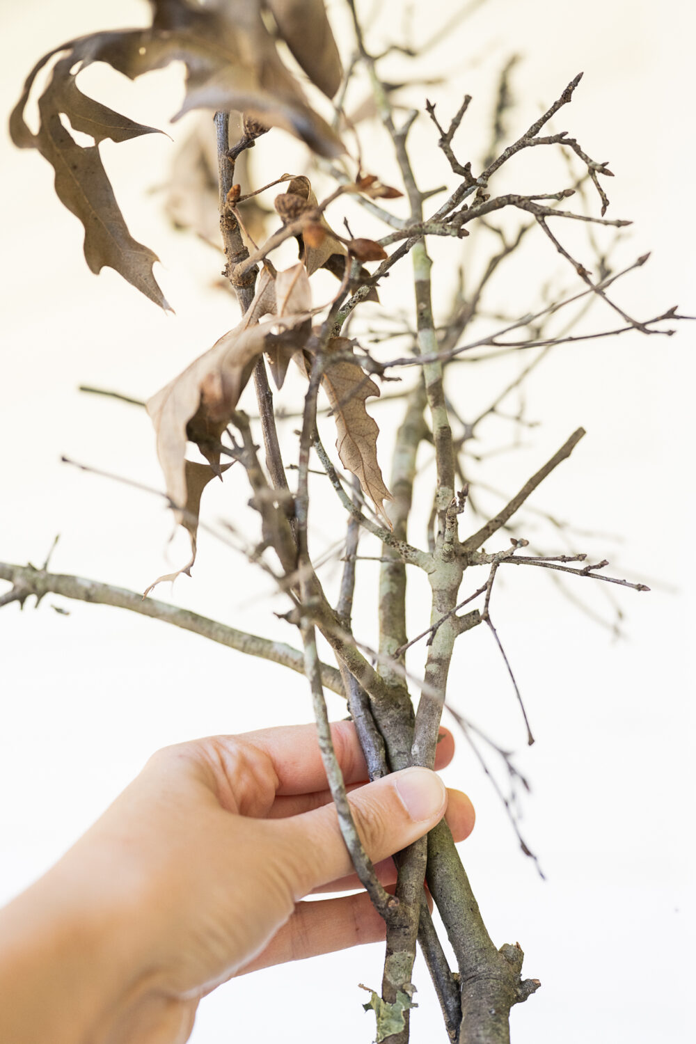 Sustainable Halloween Decor: Easy DIY Compostable Twig Garland